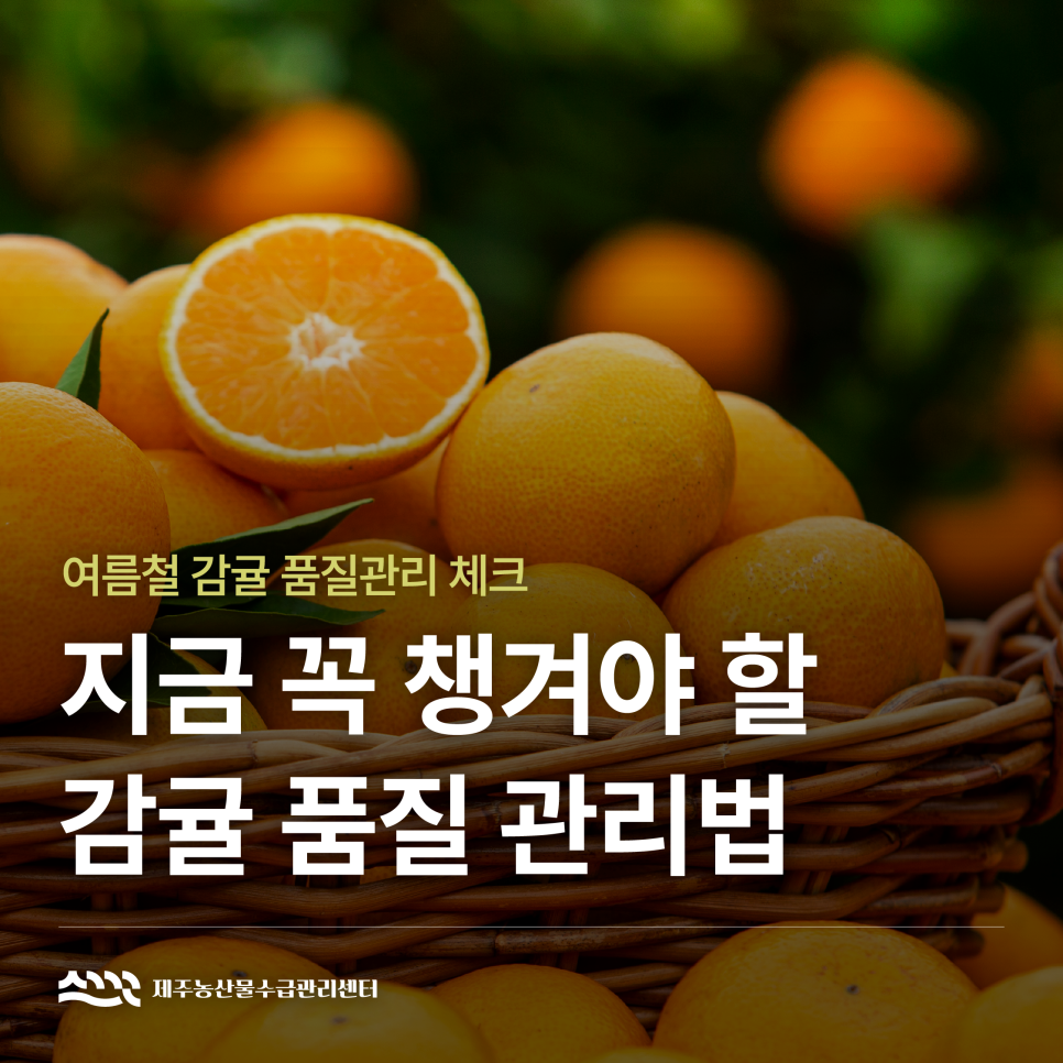 지금 꼭 챙겨야 할 감귤 품질 관리법