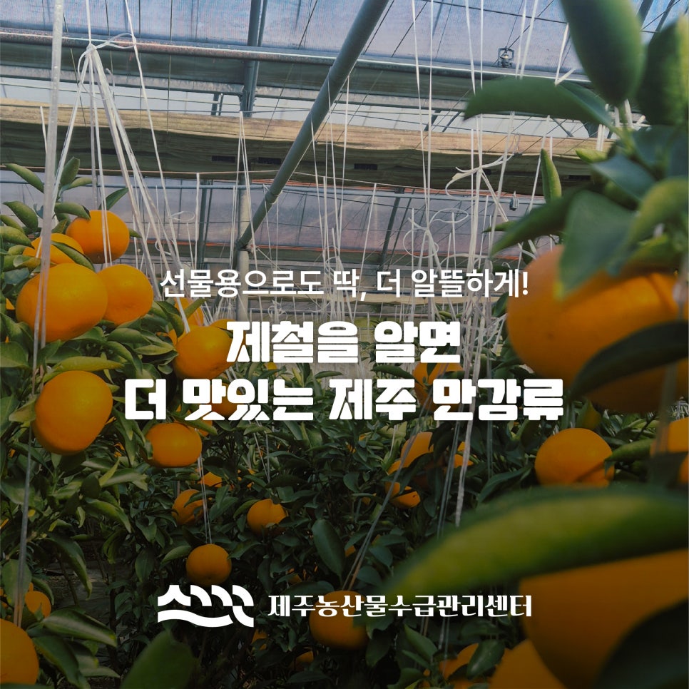 제주 만감류, 농축산물 할인지원으로 더 알뜰하게!