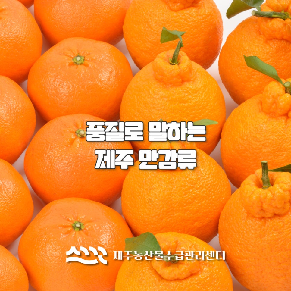 제주 만감류 품질관리 및 출하 기준 안내