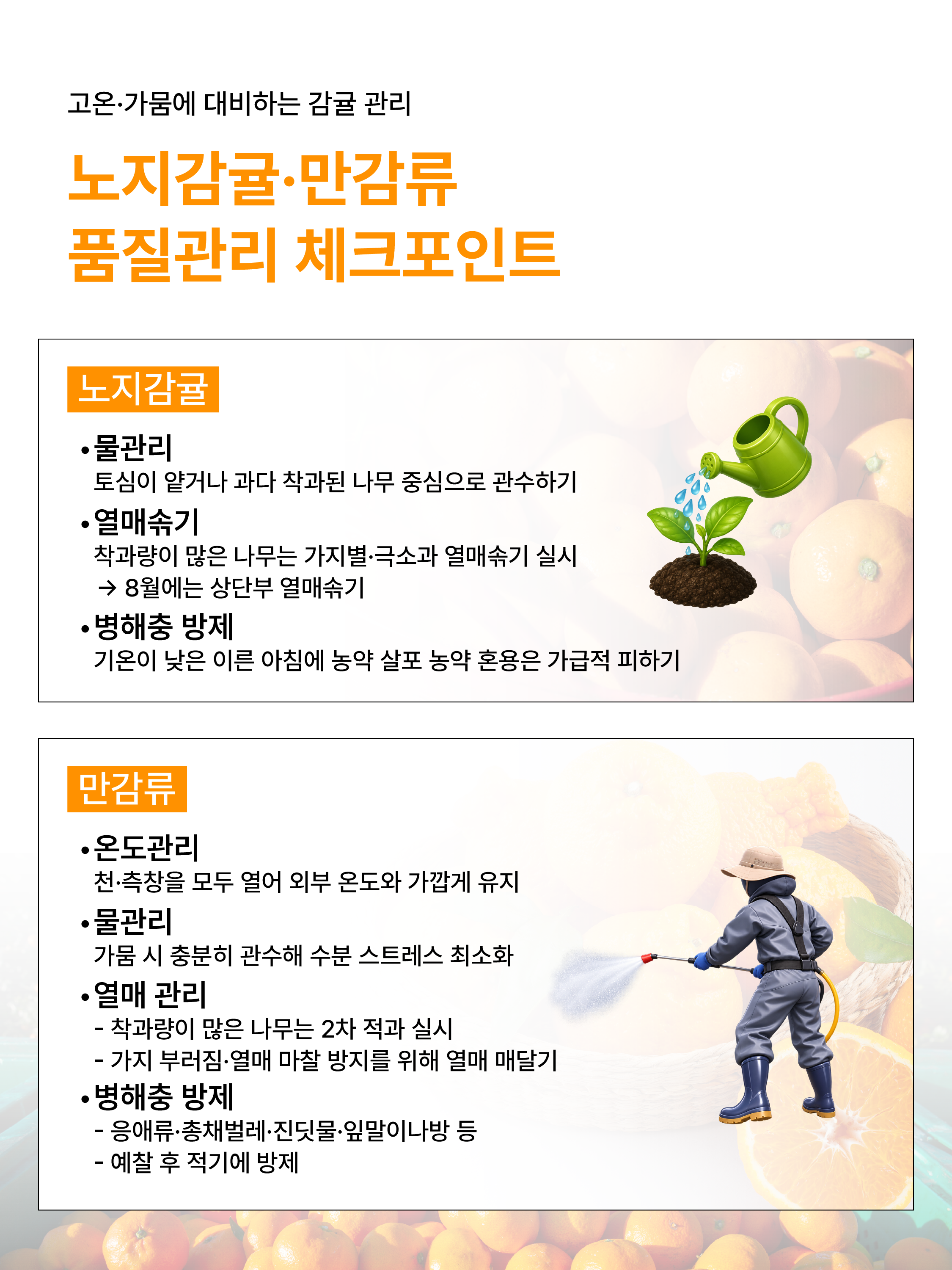 지금 꼭 챙겨야 할 감귤 품질 관리법