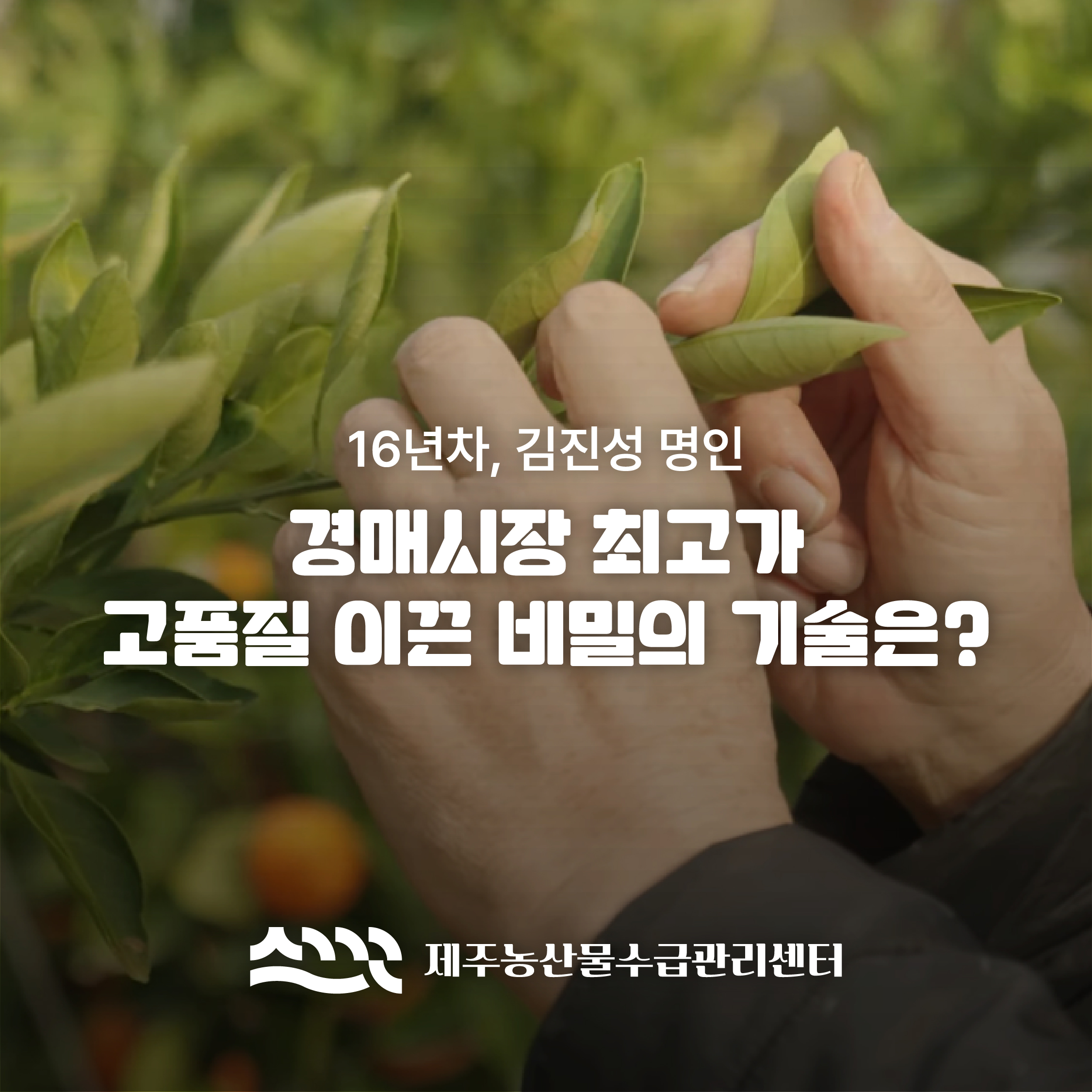 [16년차, 김진성 명인]경매시장 최고가 고품질 이끈 비밀의 기술은?