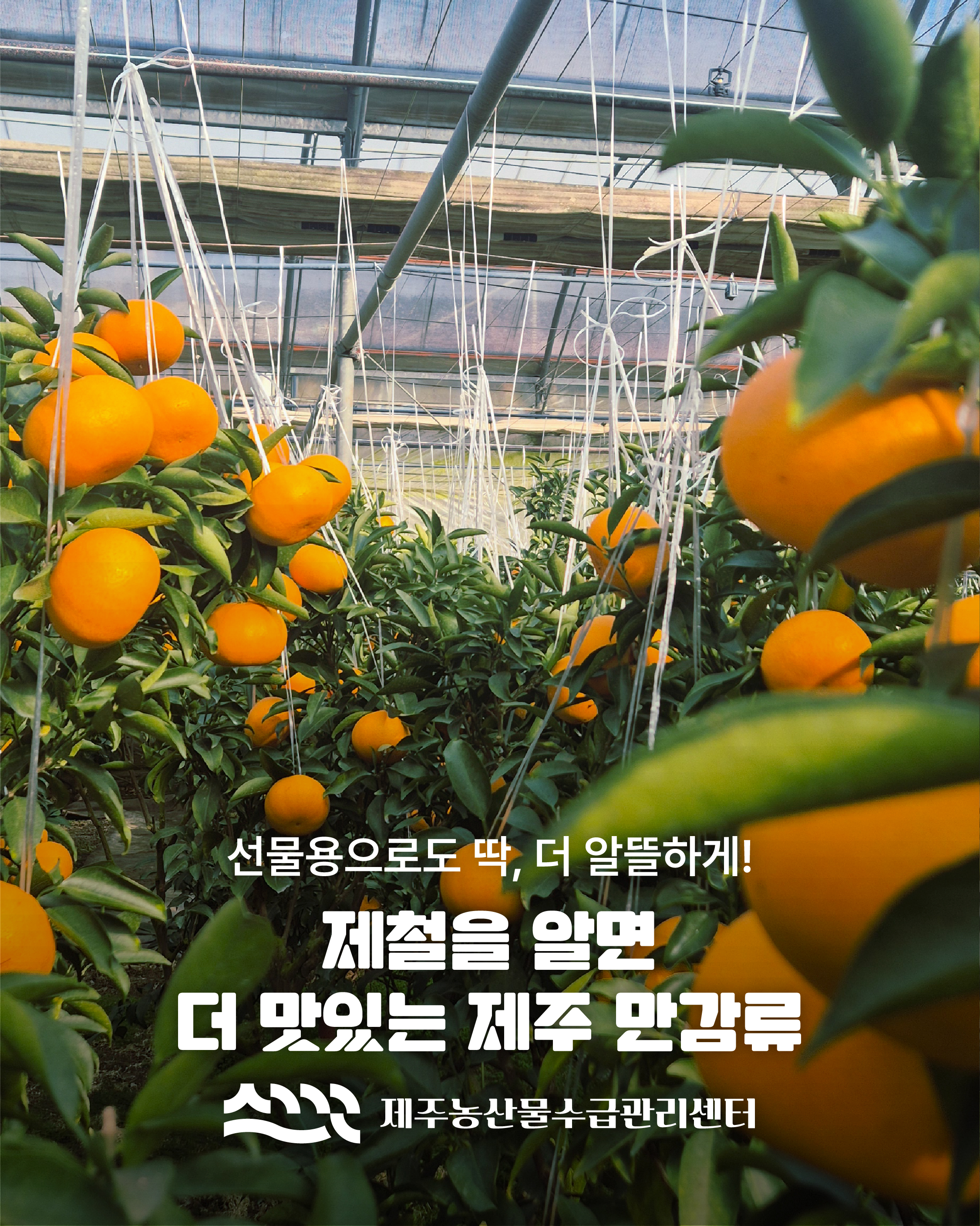 제주 만감류, 농축산물 할인지원으로 더 알뜰하게!