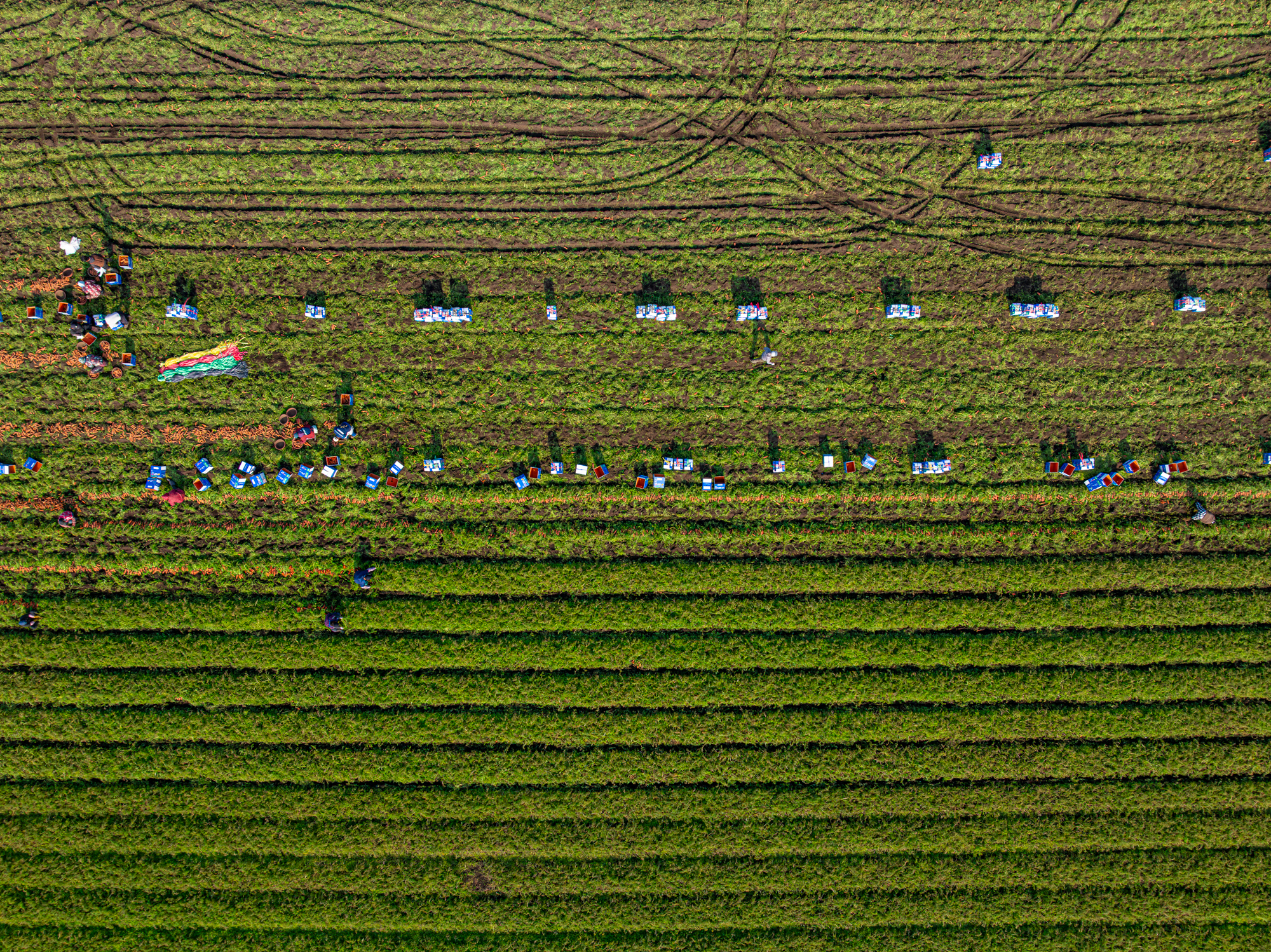 DJI_20260114103150_0187_D.jpg