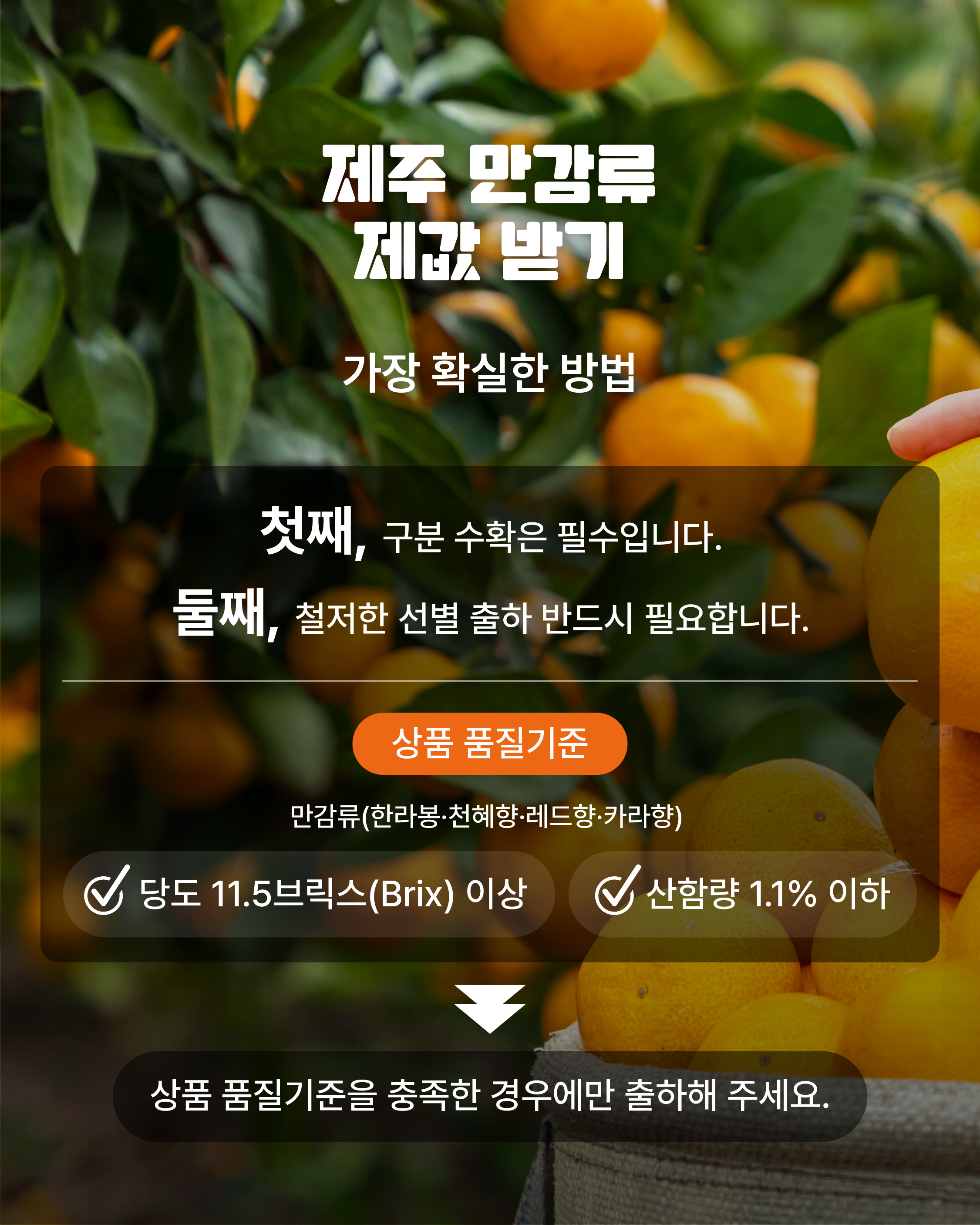 제주 만감류 품질관리 및 출하 기준 안내